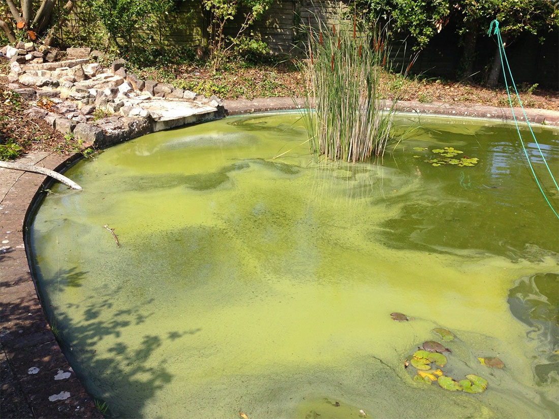 Green water smothering a large pond 