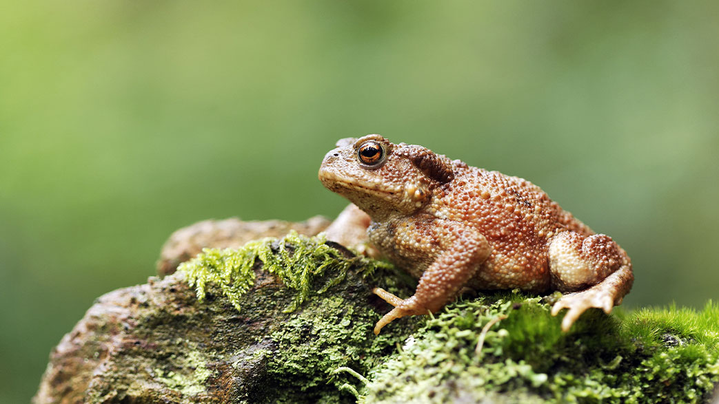 Featured image for “Common toad (Bufo bufo)”