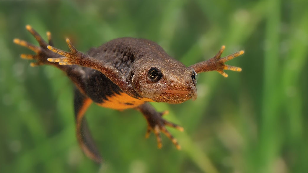 Featured image for “Smooth newt (Lissotriton vulgaris)”