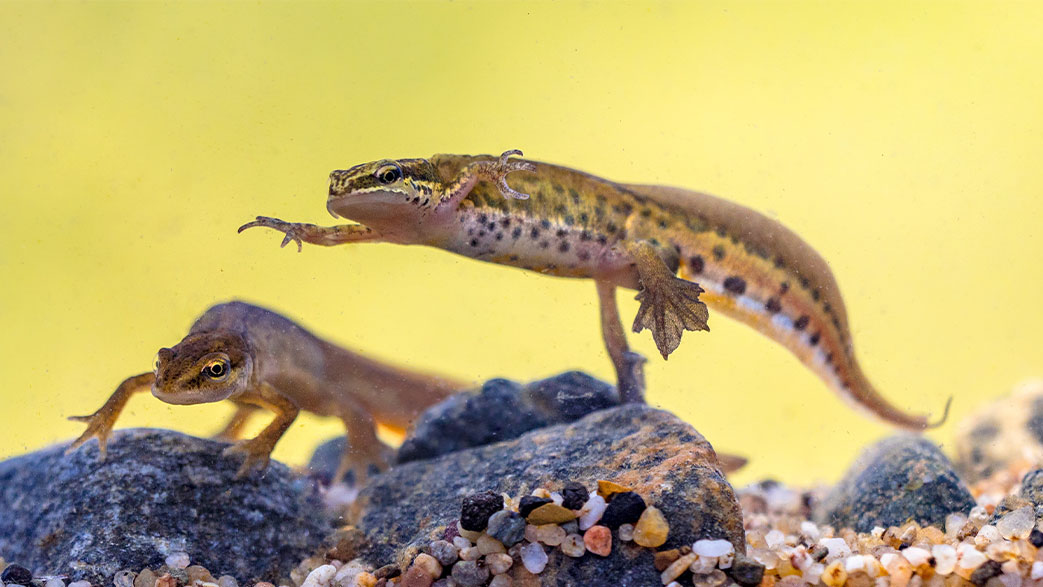 Featured image for “Palmate newt (Lissotriton helveticus)”