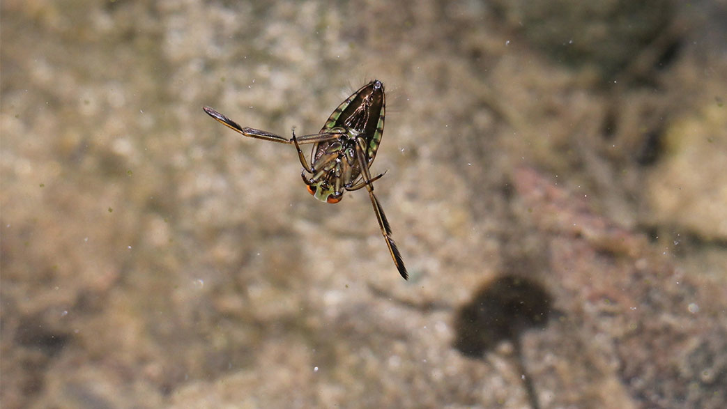 Featured image for “Common Backswimmer (Notonecta glauca)”