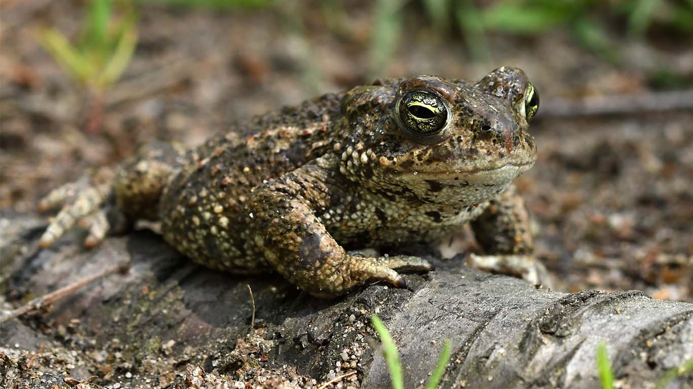 Featured image for “Natterjack toad (Bufo calamita)”