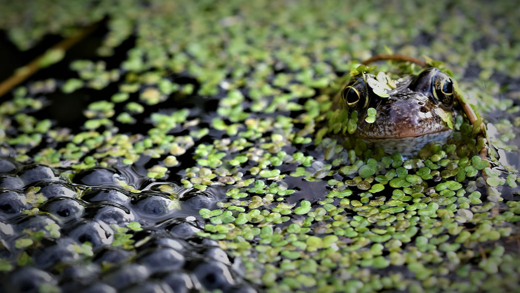 Featured image for “What’s Happening In Your Pond – The Great Somerset Wildlife Frog & Toad Spawn Count”