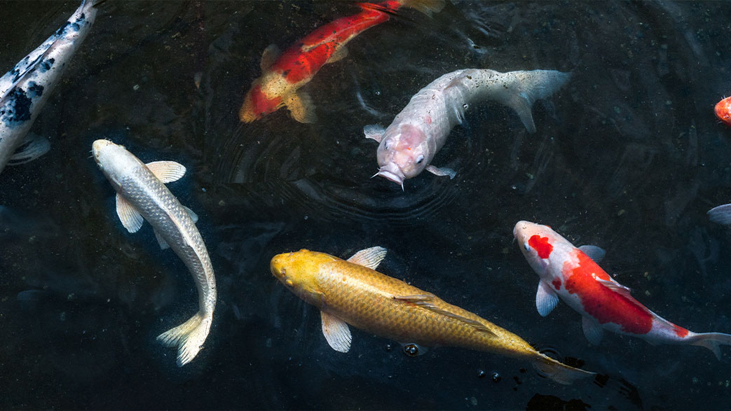 Featured image for “Koi”