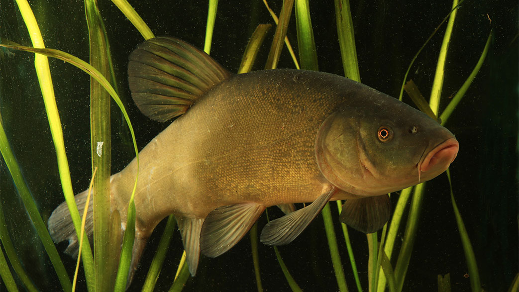 Featured image for “Tench”